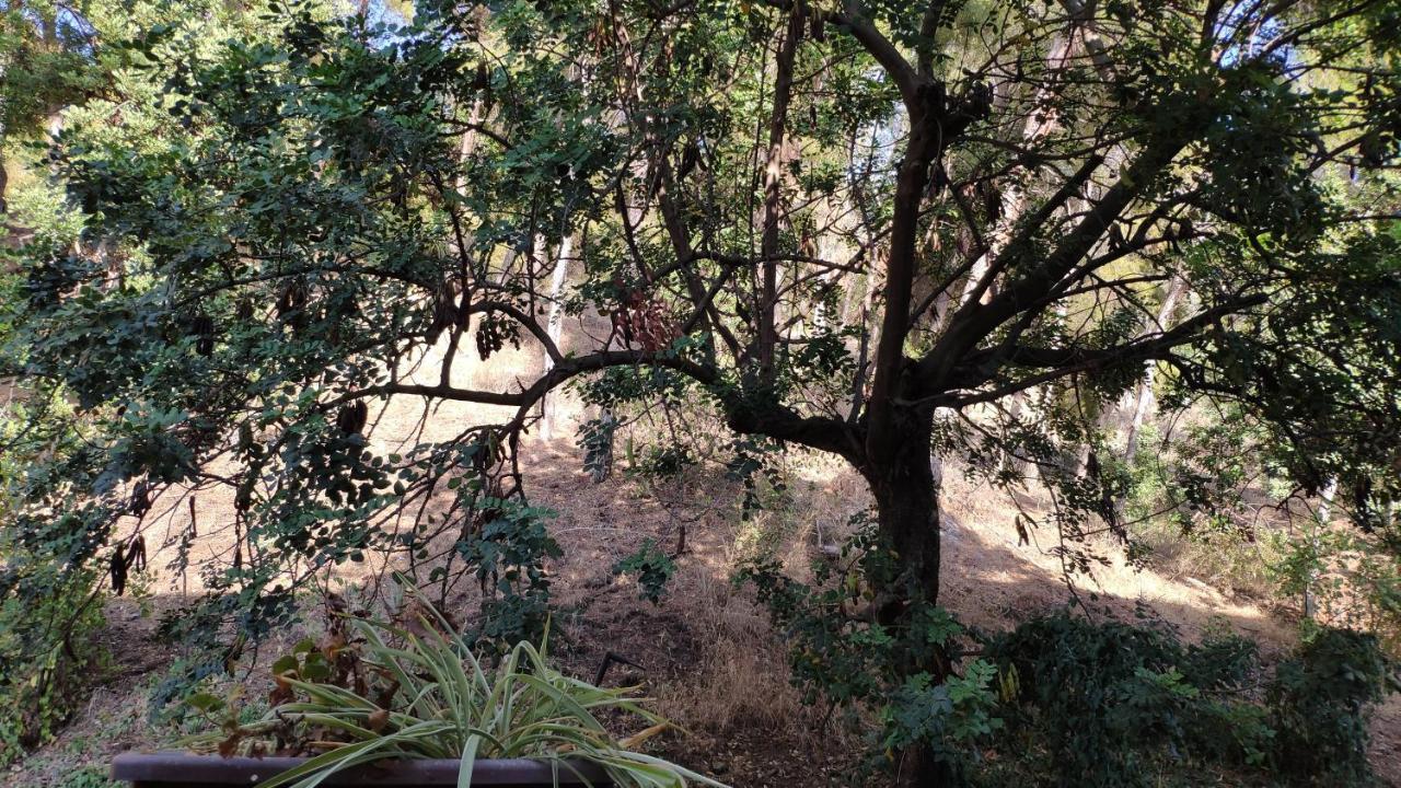 Fabulosa Casa Del Arbol Málaga Eksteriør billede